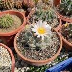 Thelocactus hexaedrophorus