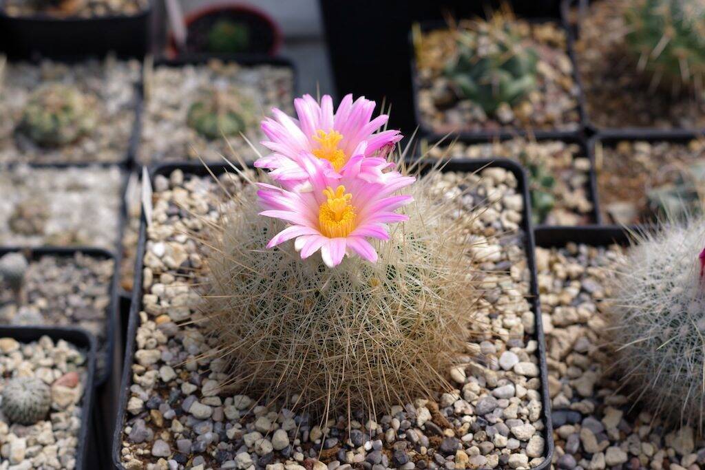 Thelocactus macdowellii