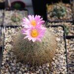 Thelocactus macdowellii