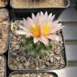 Thelocactus sp