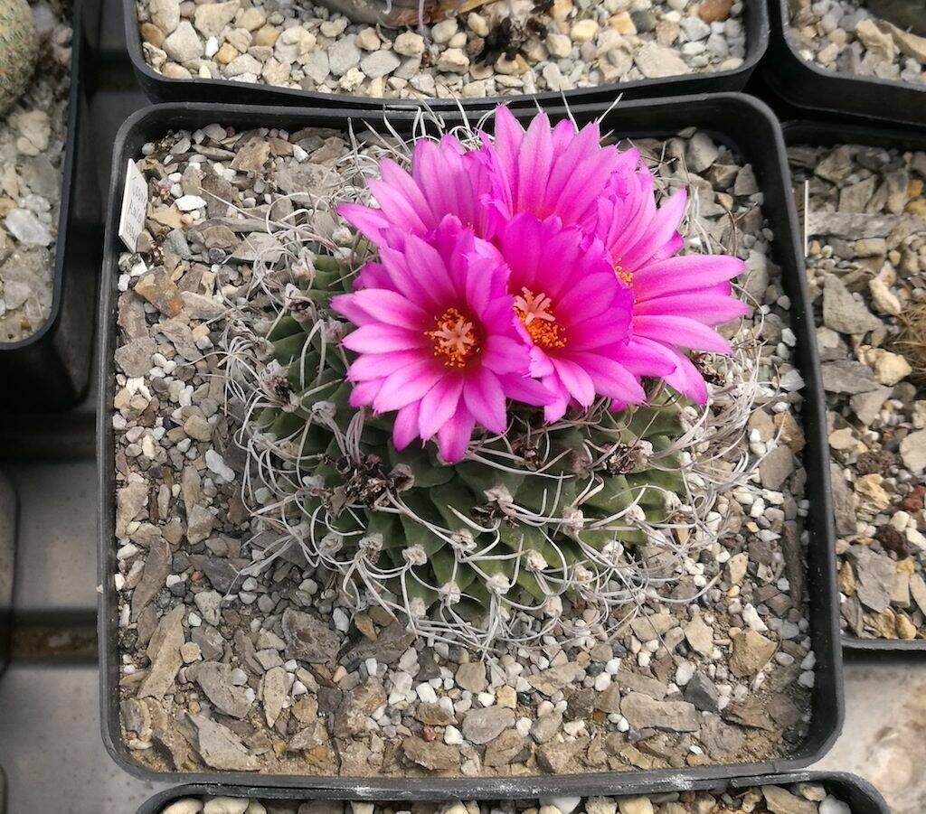 Turbinicarpus alonsoi