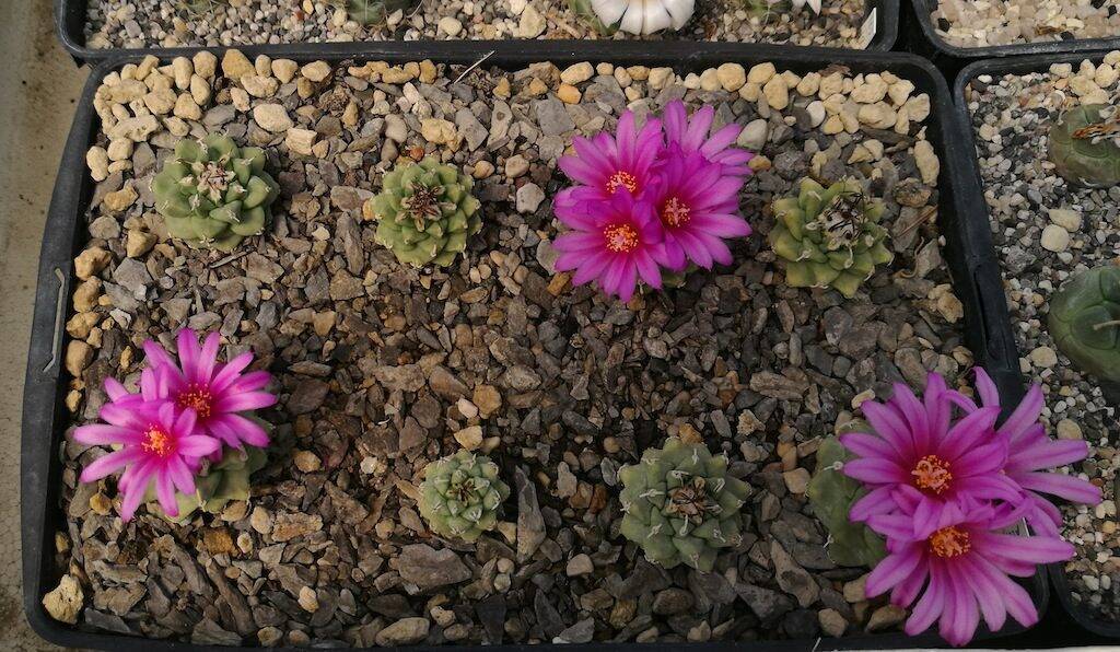 Turbinicarpus alonsoi, semine