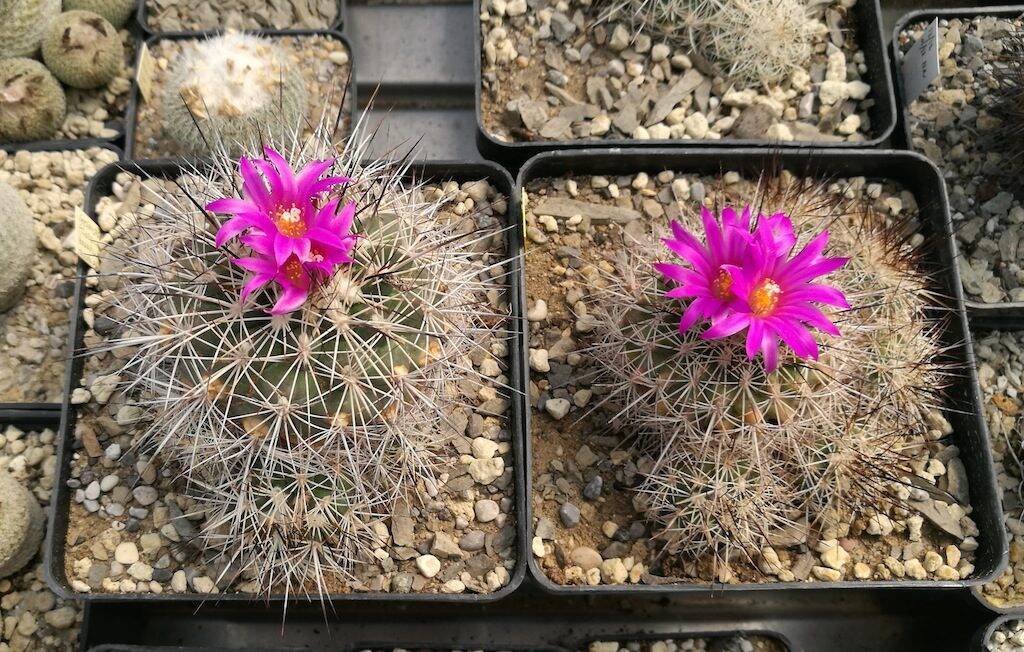 Turbinicarpus horripilus