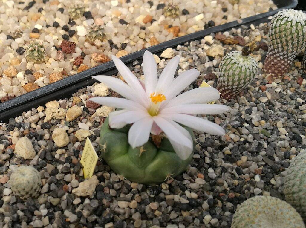 Turbinicarpus lophophoroides