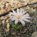 Turbinicarpus lophophoroides