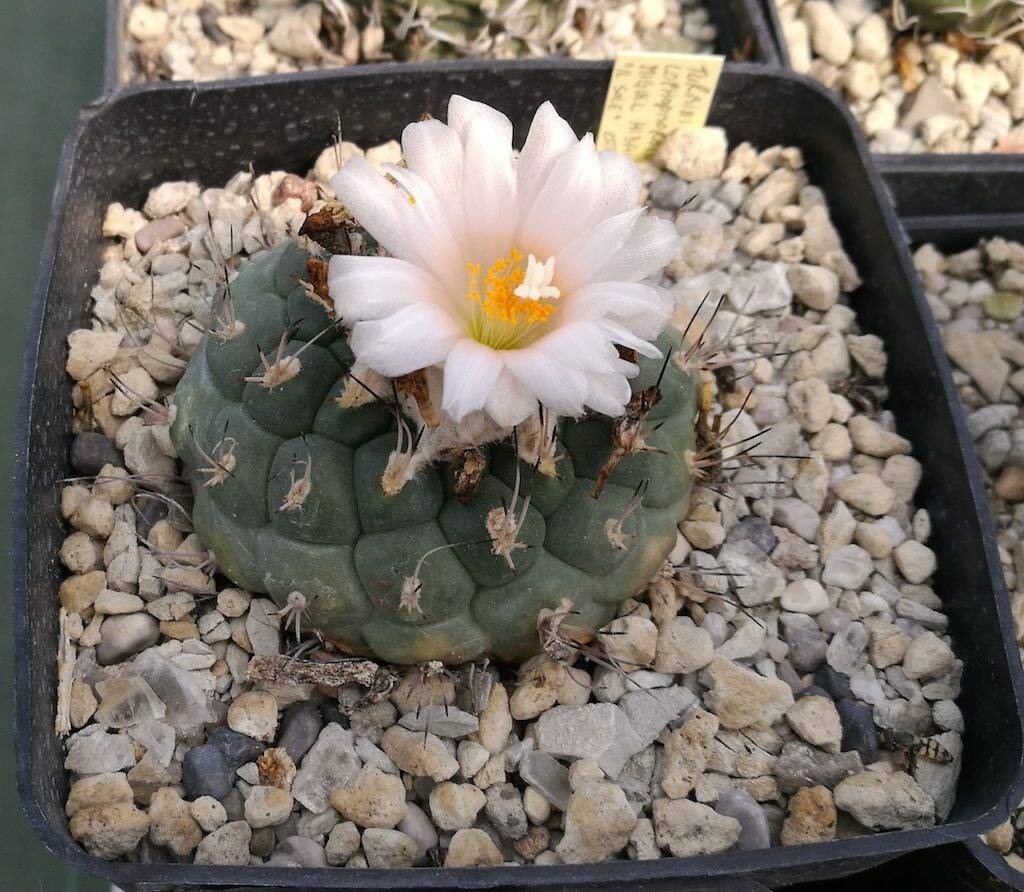 Turbinicarpus lophophoroides