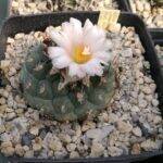 Turbinicarpus lophophoroides