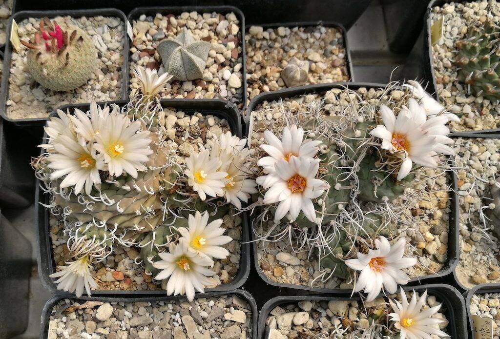 Turbinicarpus schmiedickeanus ssp. klinkerianus