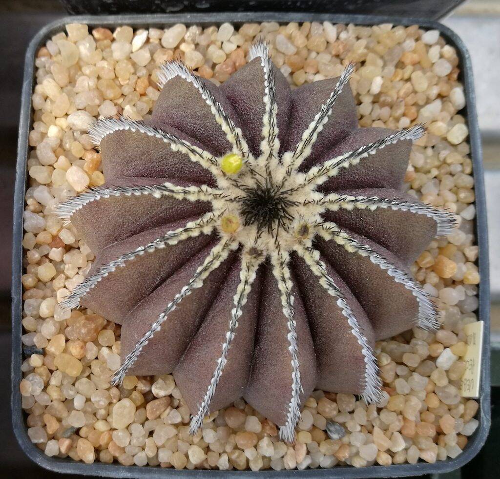 Uebelmannia pectinifera