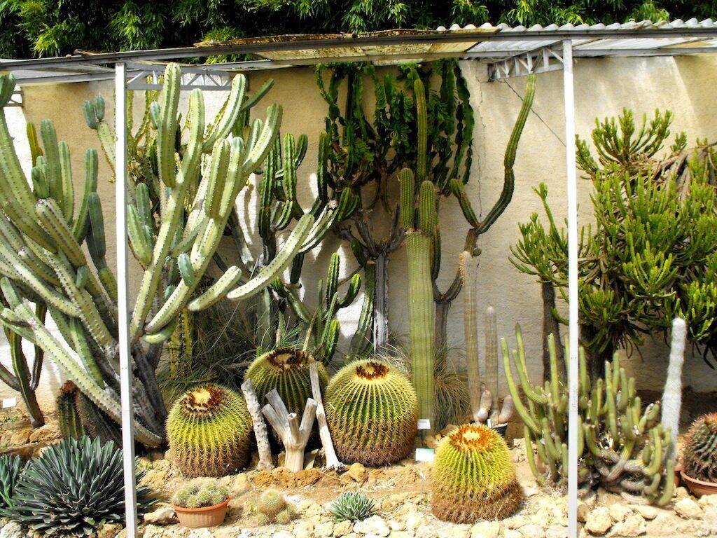 Vivaio Kuentz Cactus