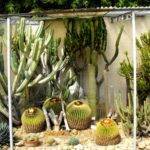 Vivaio Kuentz Cactus