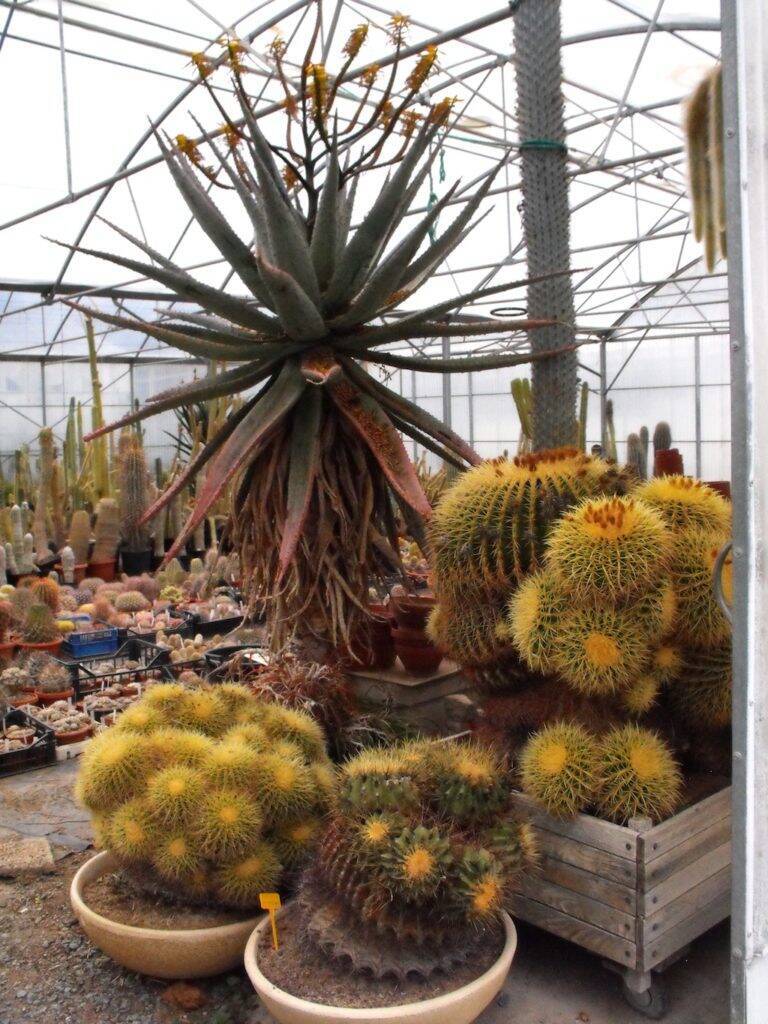 Vivaio Kuentz Cactus