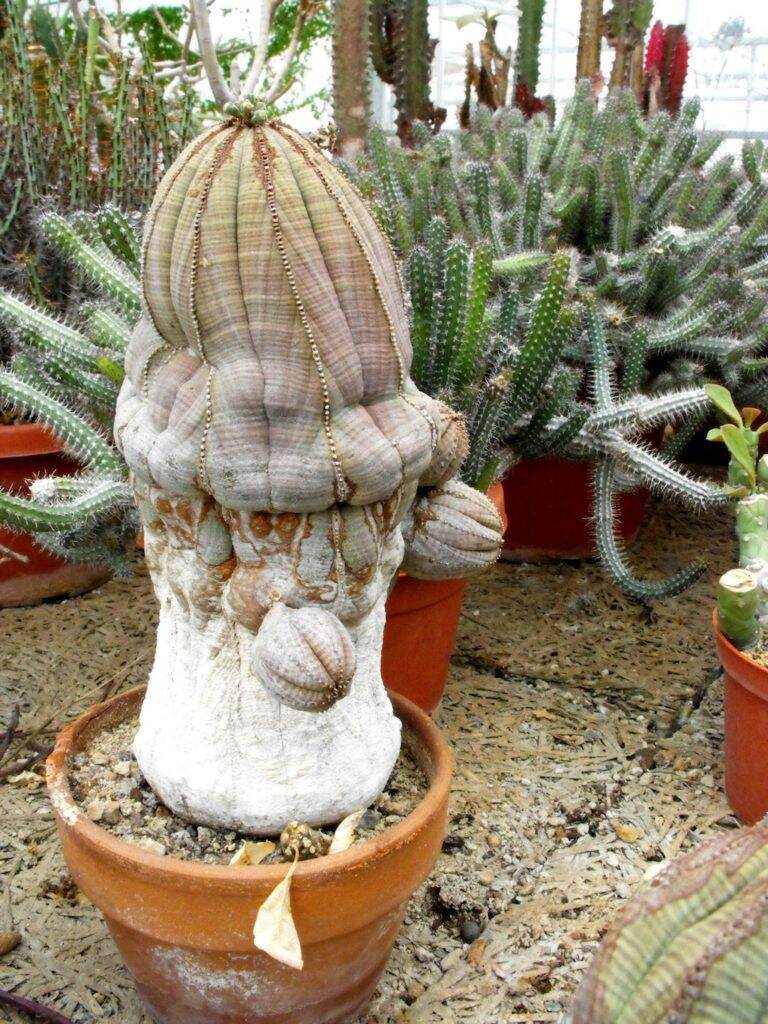 Vivaio Kuentz Cactus