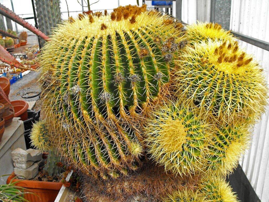 Vivaio Kuentz Cactus