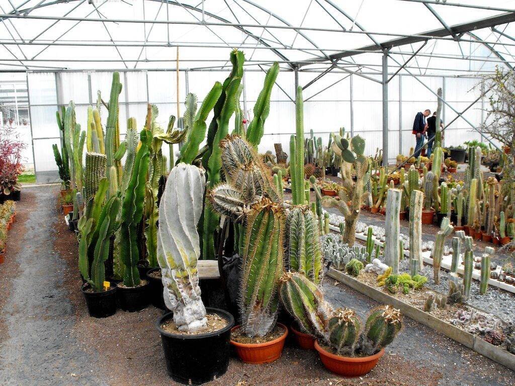 Vivaio Kuentz Cactus