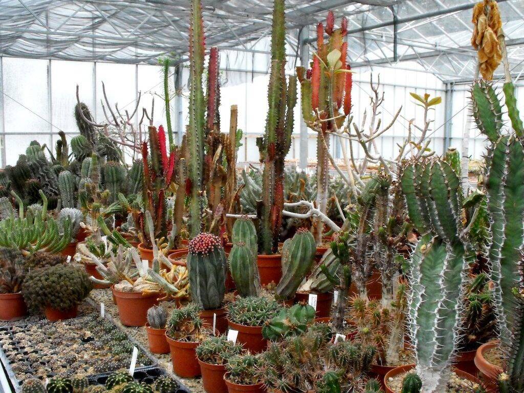 Vivaio Kuentz Cactus