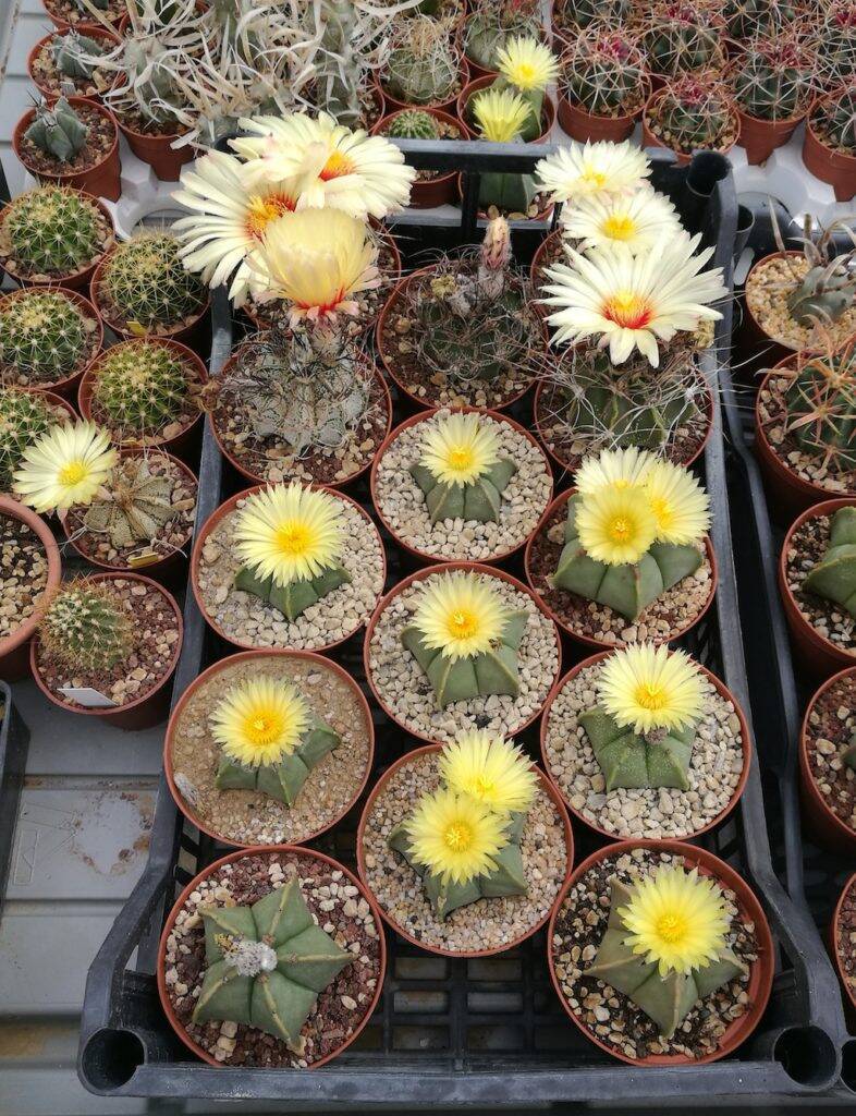 Astrophytum vari