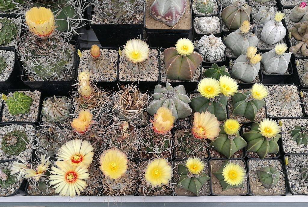 Astrophytum vari