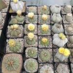 Astrophytum vari in fiore