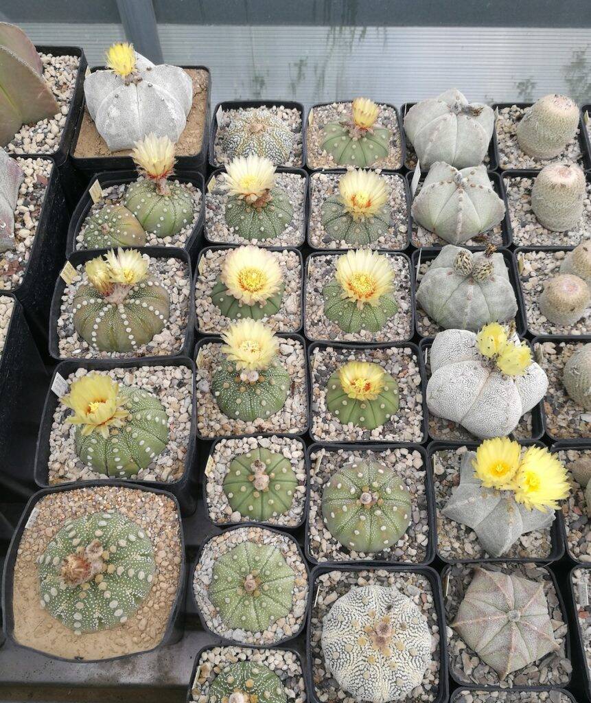 Astrophytum vari in fiore