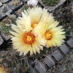 Astrophytum capricorne