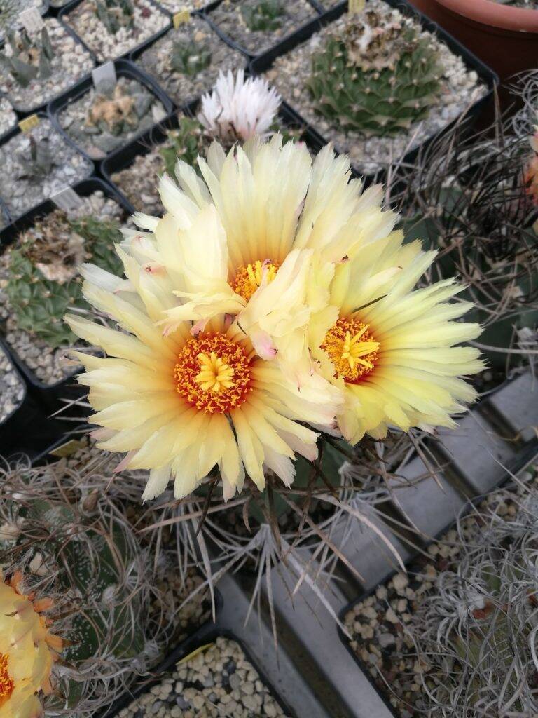 Astrophytum capricorne