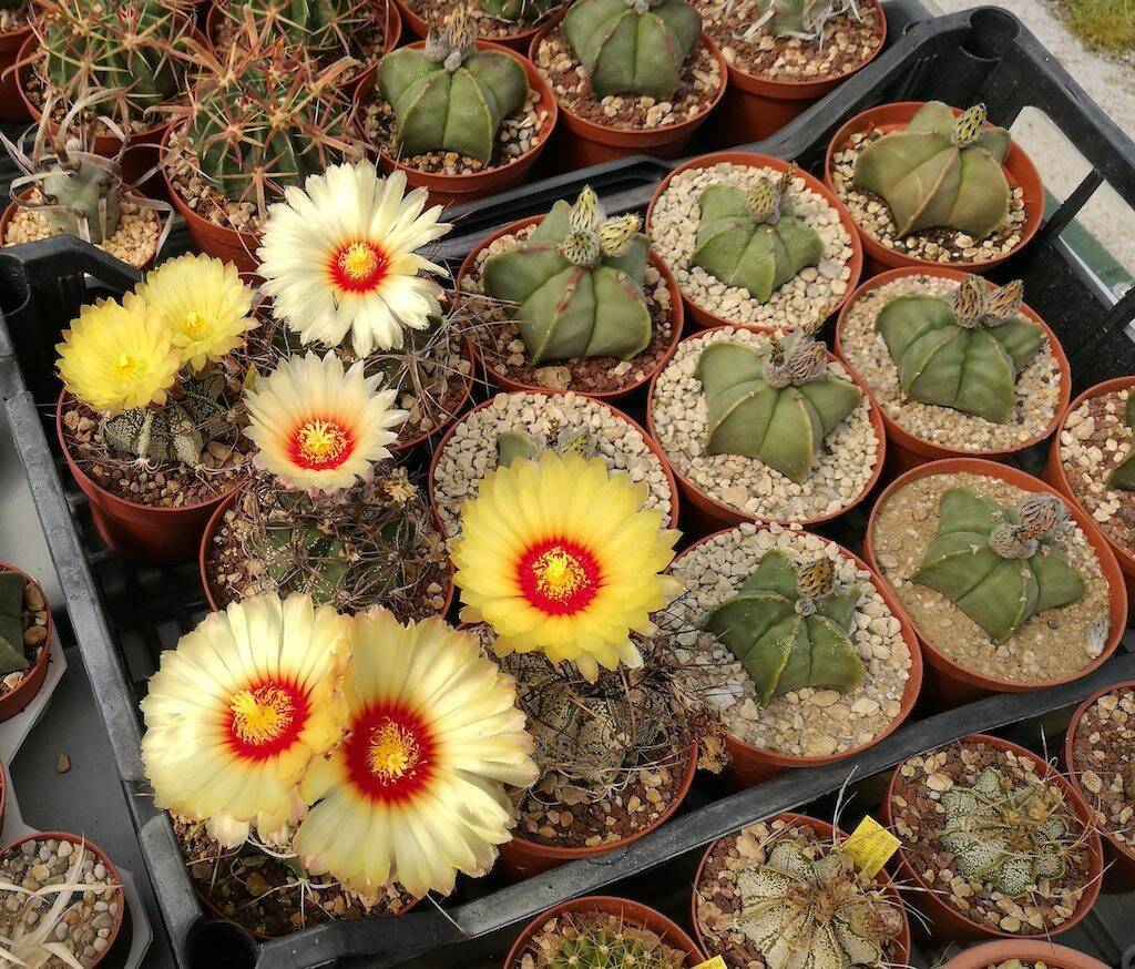 Astrophytum capricorne mie semine in fiore