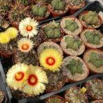 Astrophytum capricorne mie semine in fiore