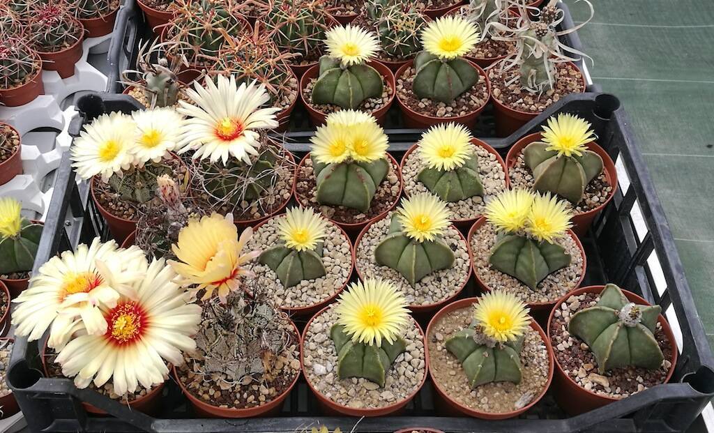 Da maggio in avanti esplodono le fioriture degli Astrophytum e trionfa il giallo oro