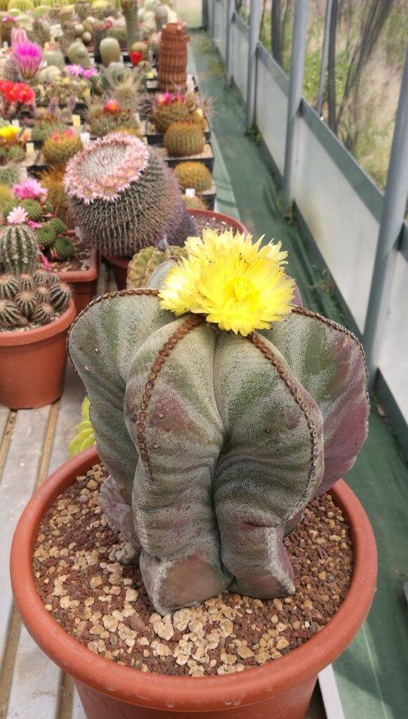 Astrophytum myriostigma