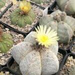 Astrophytum myriostigma cv onzuka