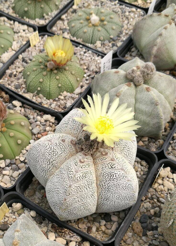 Astrophytum myriostigma cv onzuka