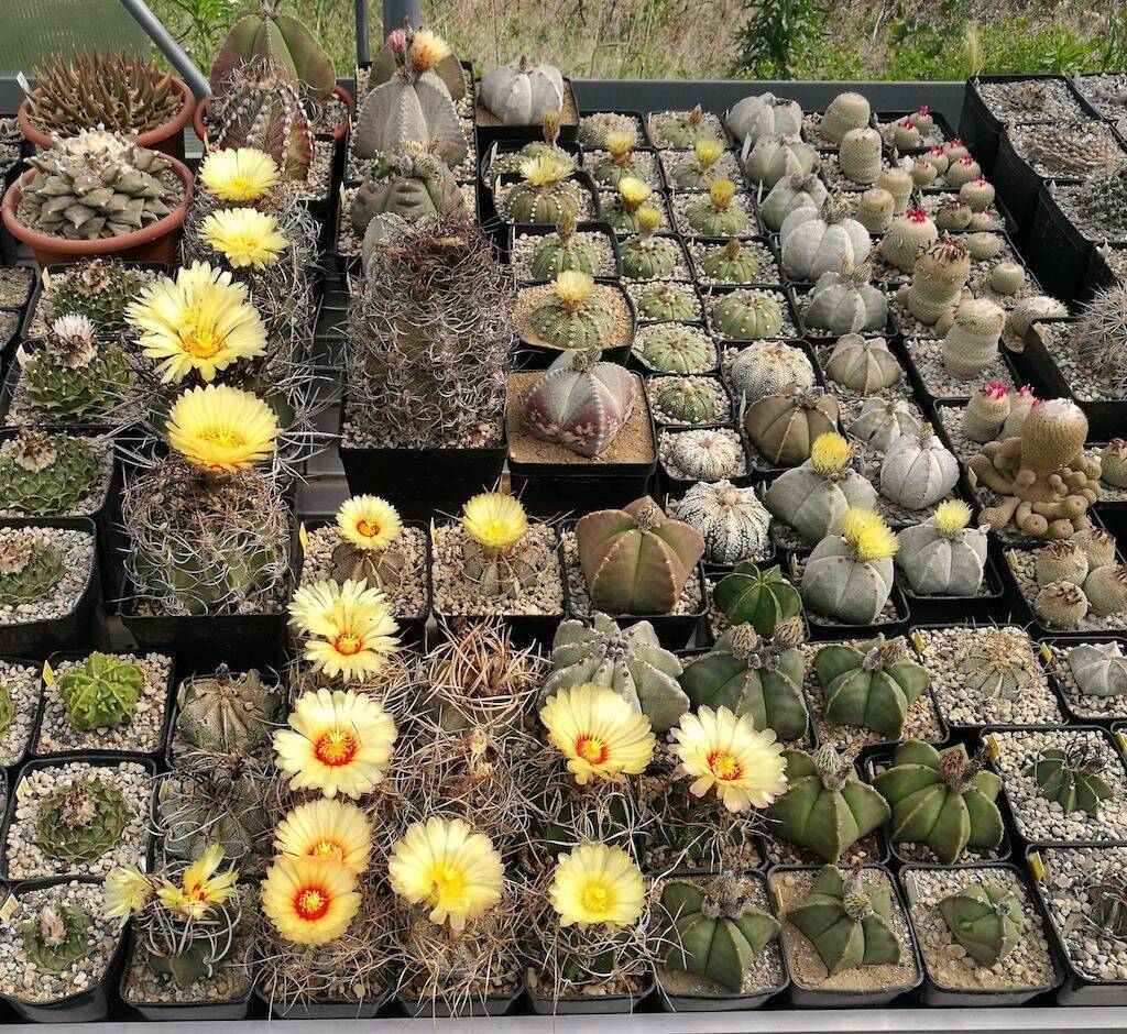 Astrophytum vari in fiore