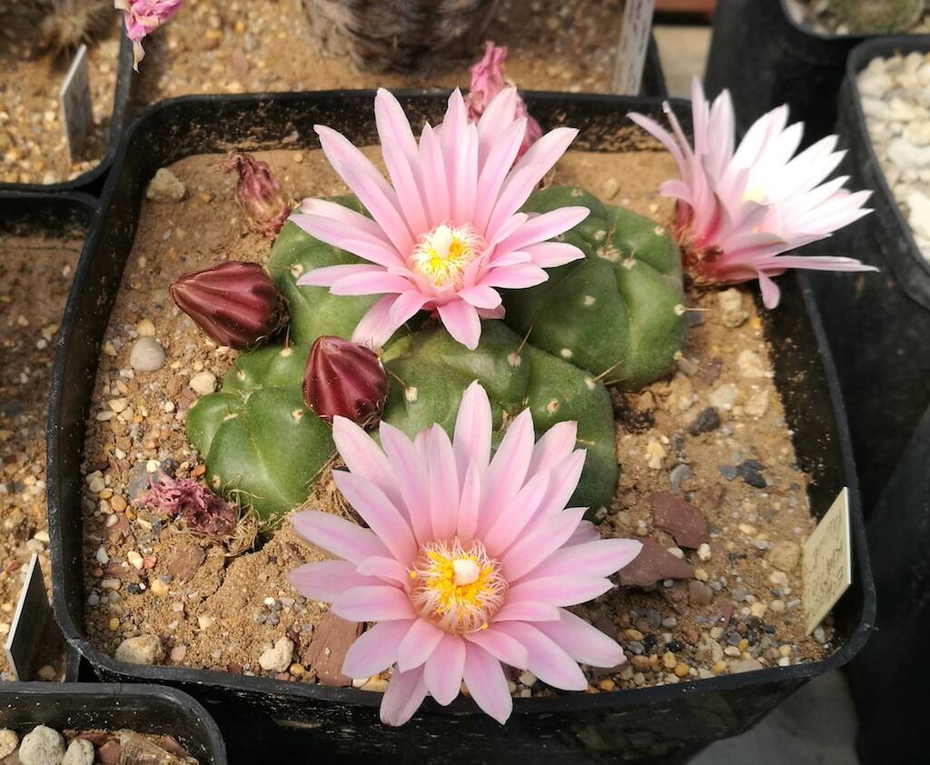 Echinocereus knippelianus