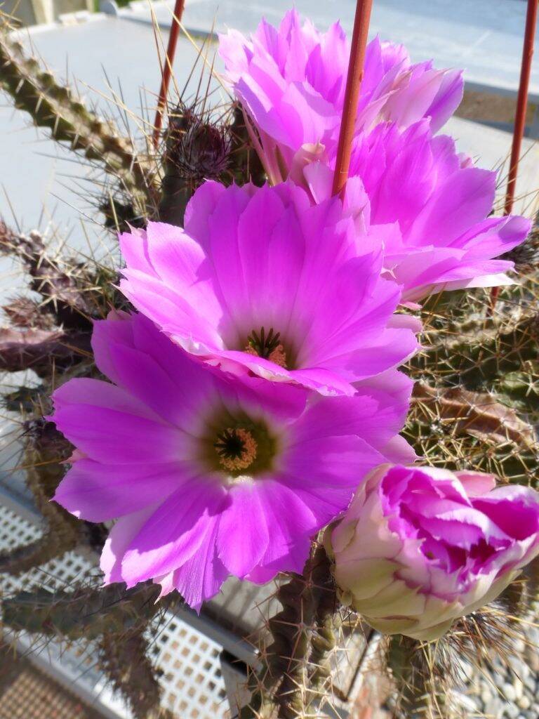 Echinocereus pentalophus