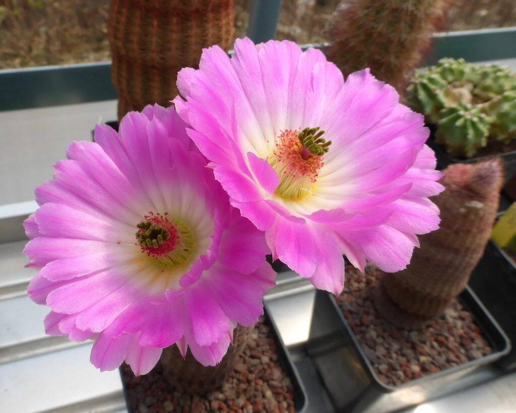 Echinocereus rigidissimus v. rubispinus