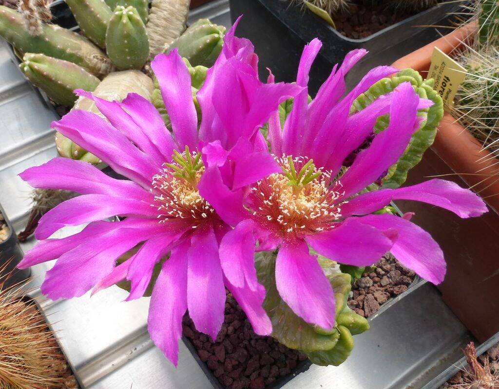 Echinocereus viereckii ssp morricalii