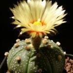 Astrophytum asterias