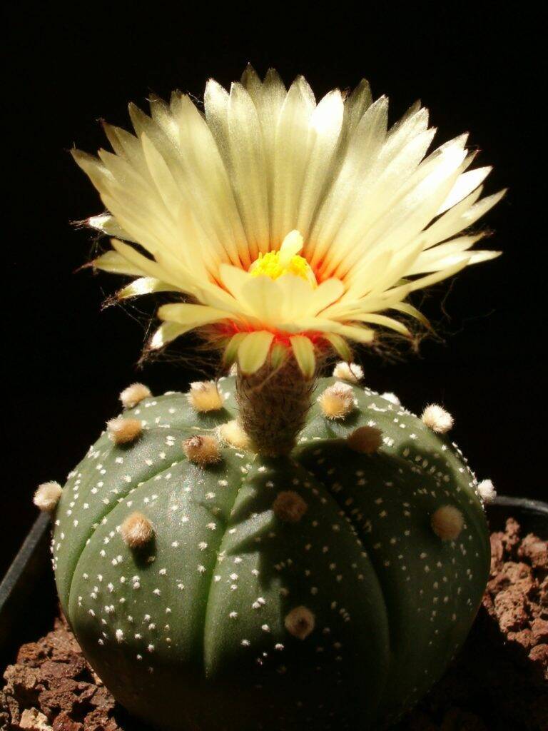 Astrophytum asterias