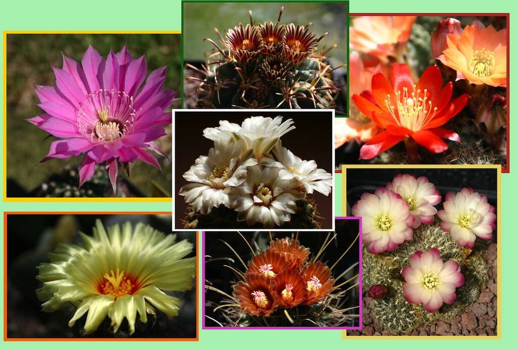 Come far fiorire i cactus e le piante grasse: cosa c’è da sapere e quali accorgimenti usare