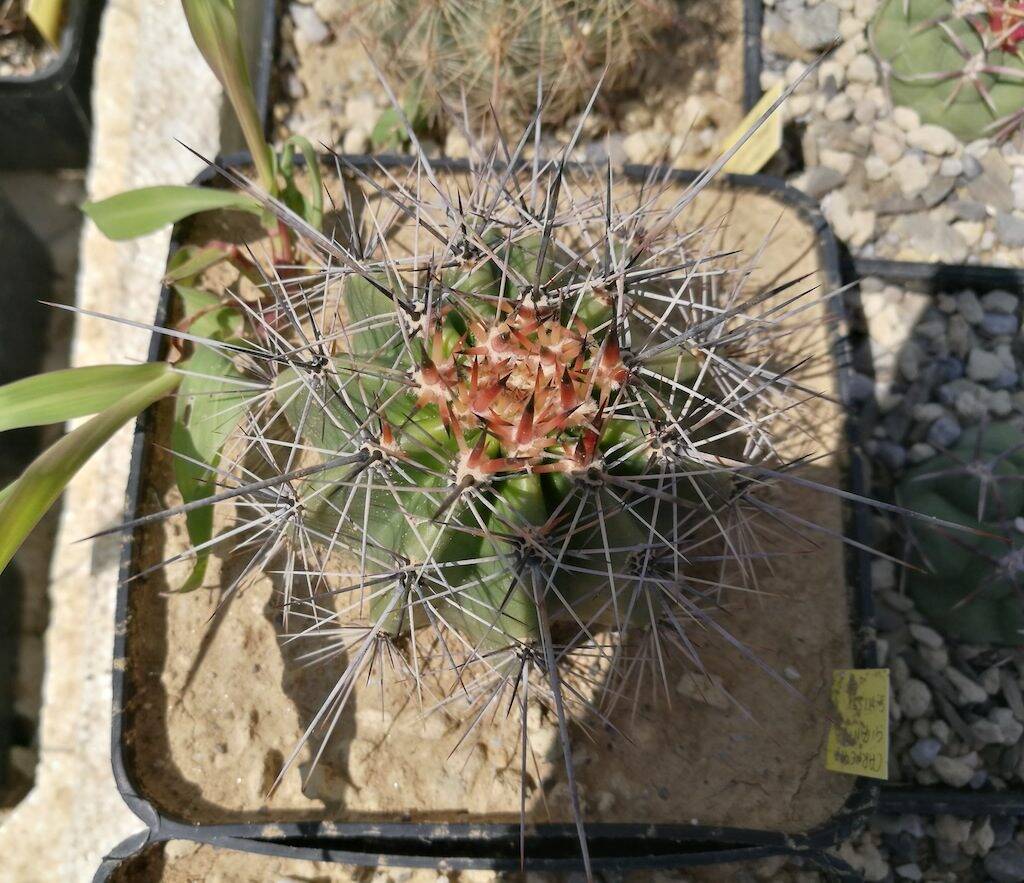 Carnegiea gigantea