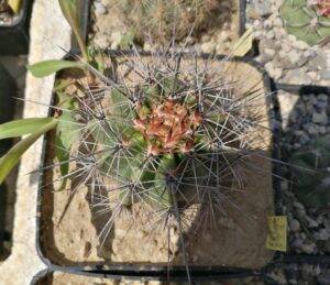Carnegiea gigantea