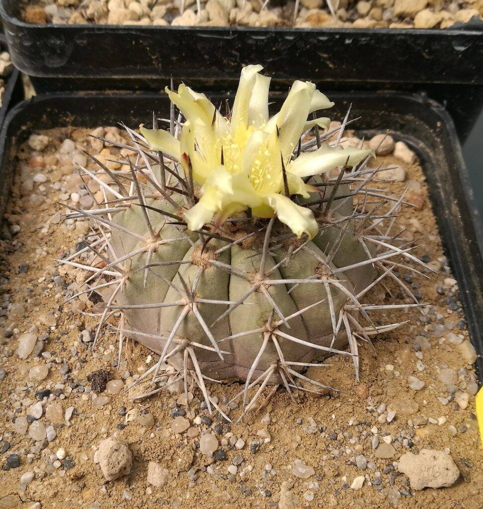 Copiapoa calderana