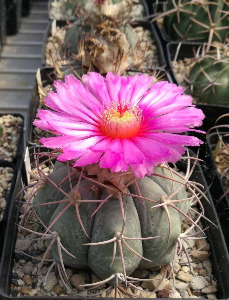 Echinocactus horizonthalonius