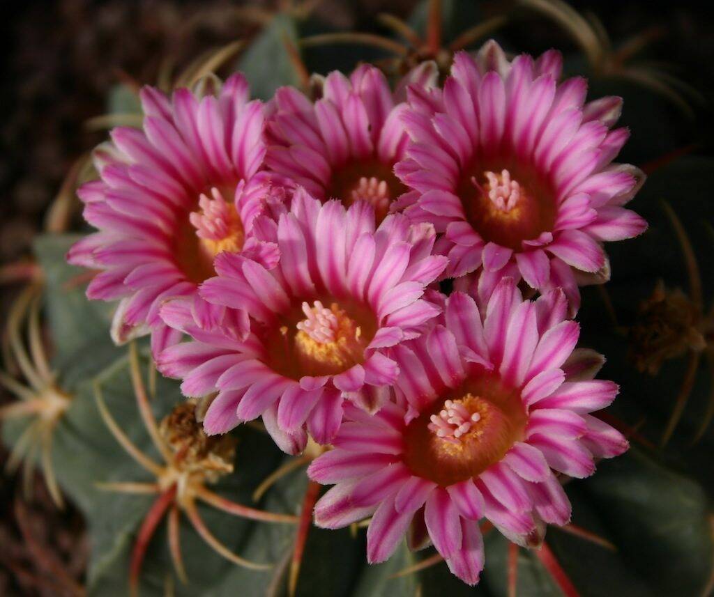 Ferocactus macrodiscus