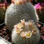 Mammillaria candida