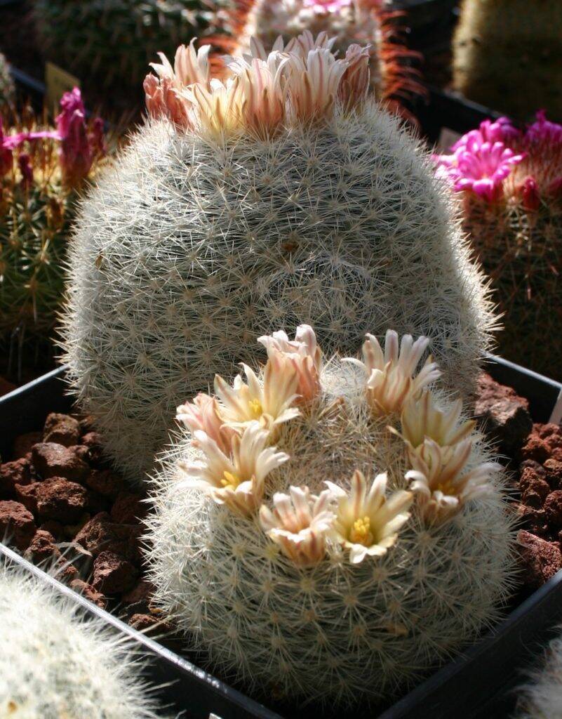 Mammillaria candida