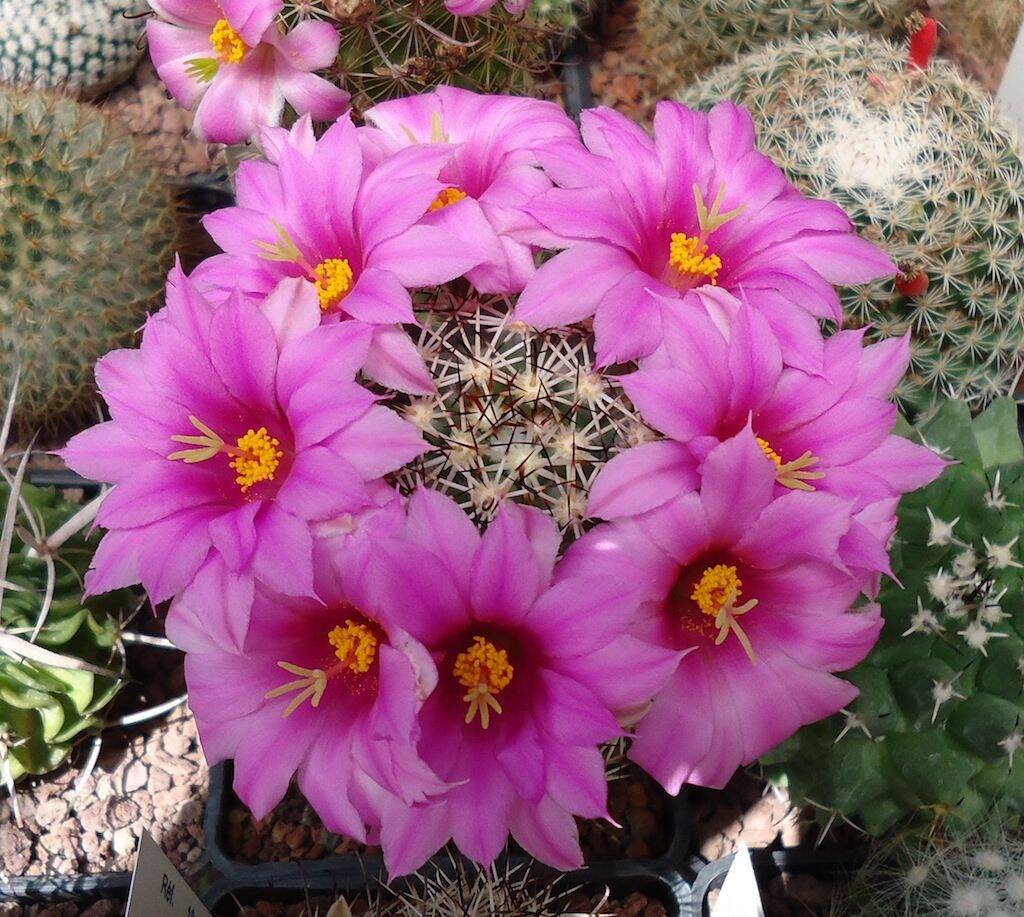 Mammillaria schumannii globosa