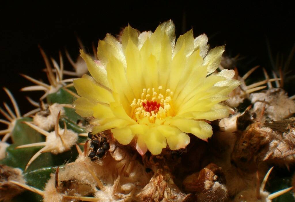 Summer is coming: seasonal care for cacti and succulents, watering and aestivation