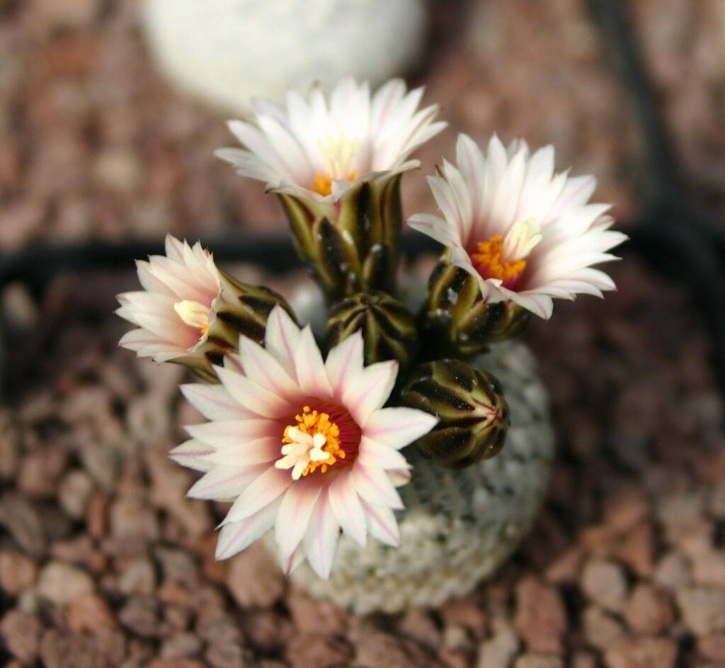 Pelecyphora pseudopectinata
